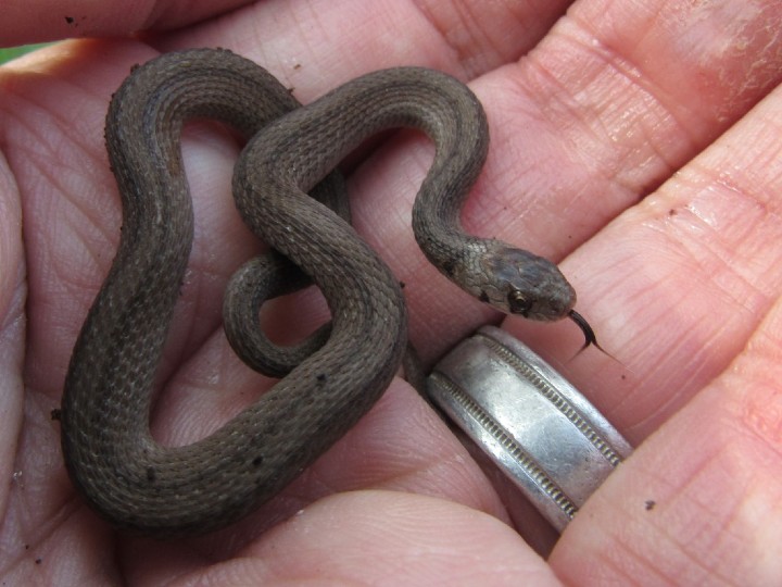 DeKay's Brown Snake
